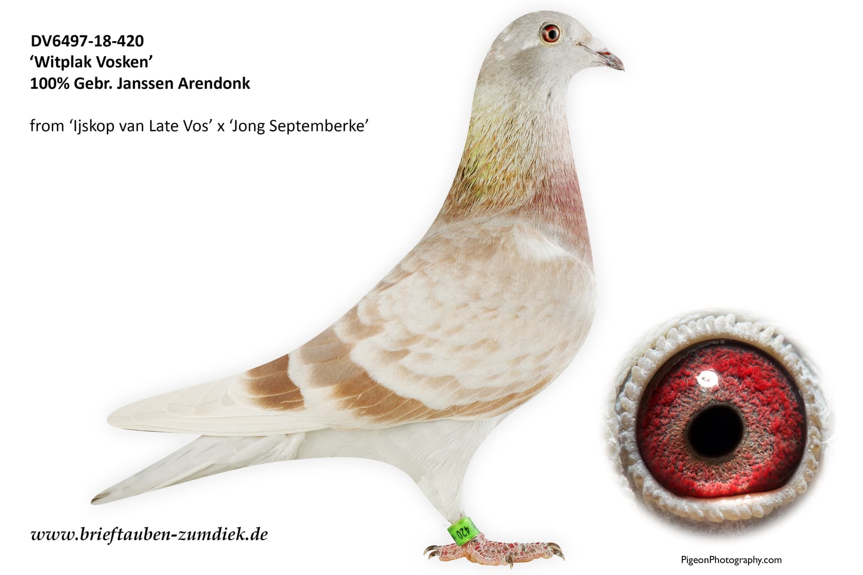 pigeon: undefined