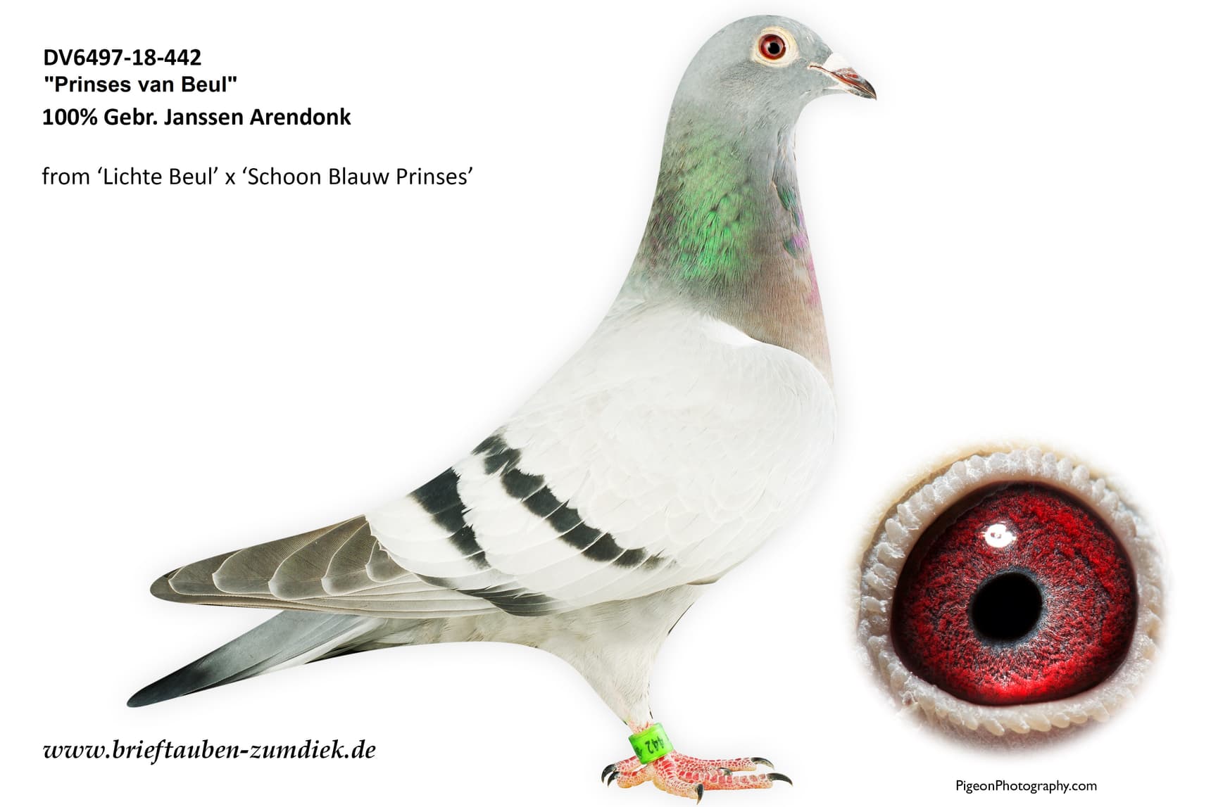 pigeon: undefined