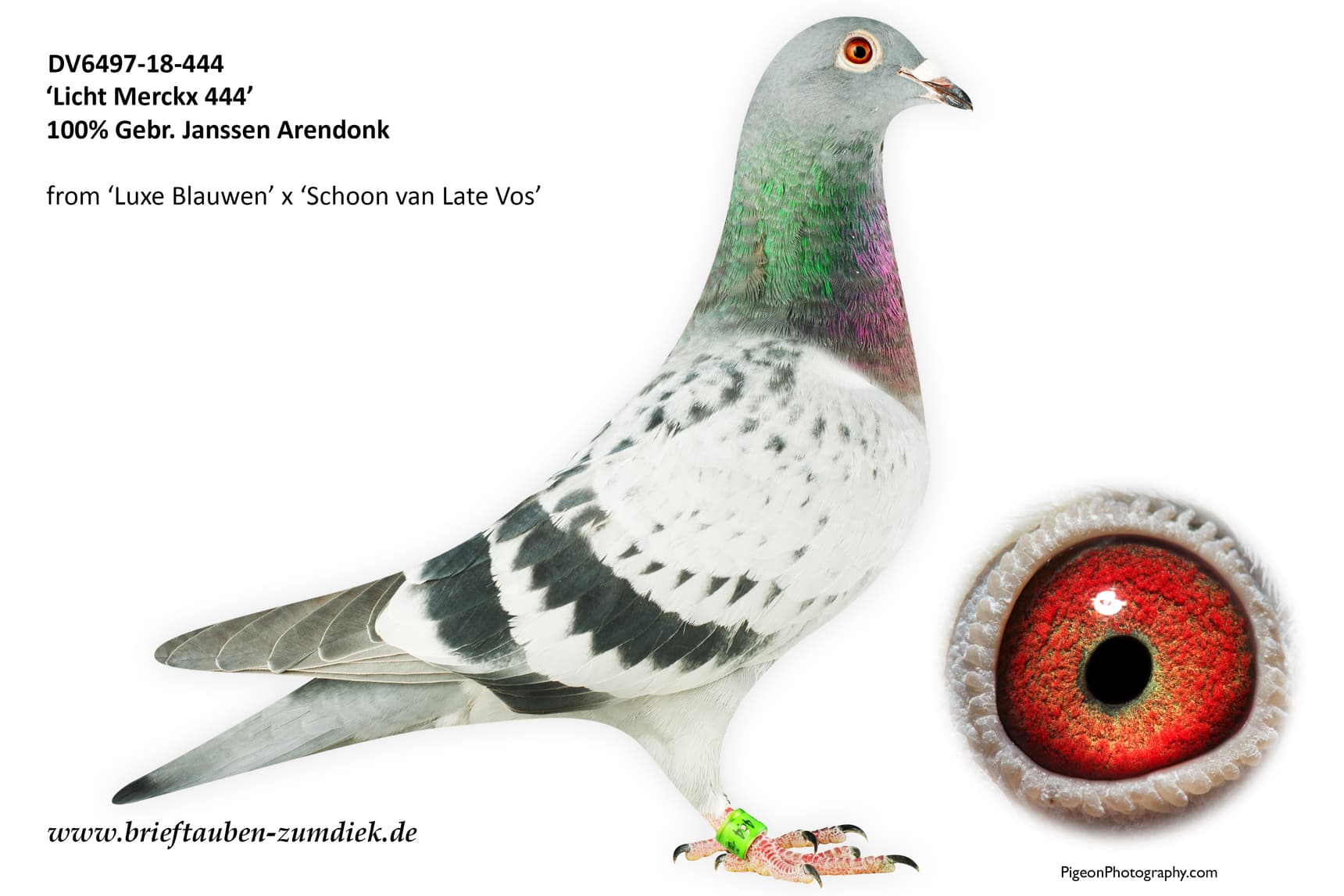 pigeon: undefined