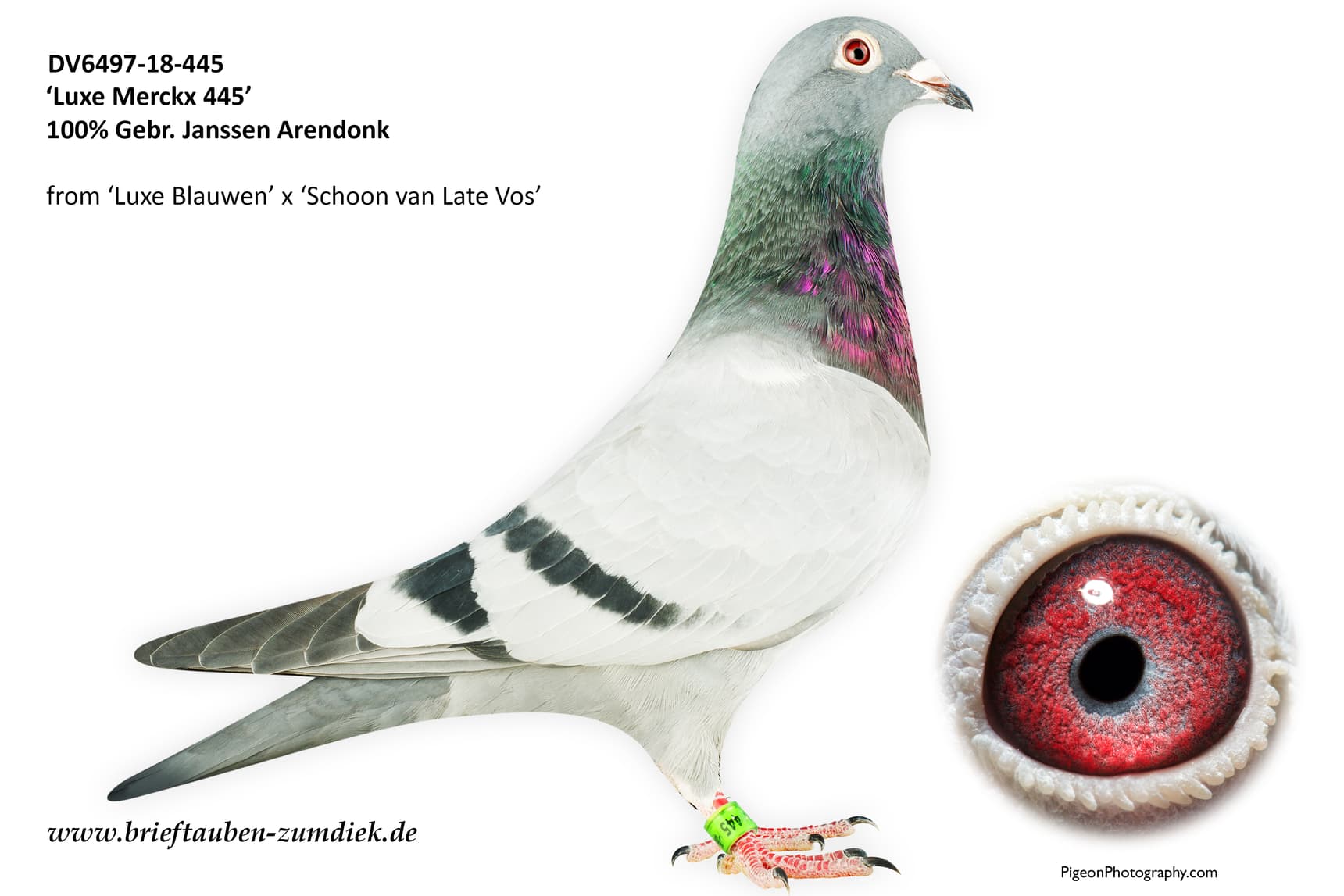 pigeon: undefined