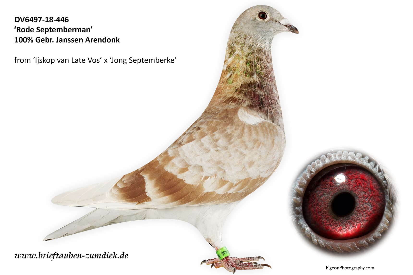 pigeon: undefined