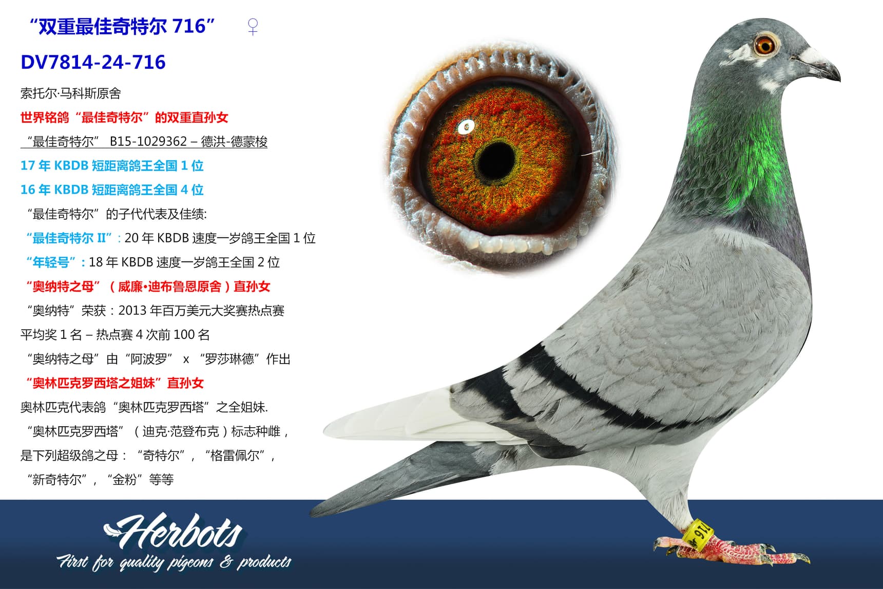 pigeon: undefined