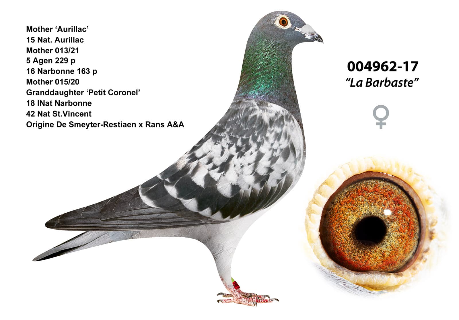 pigeon: undefined