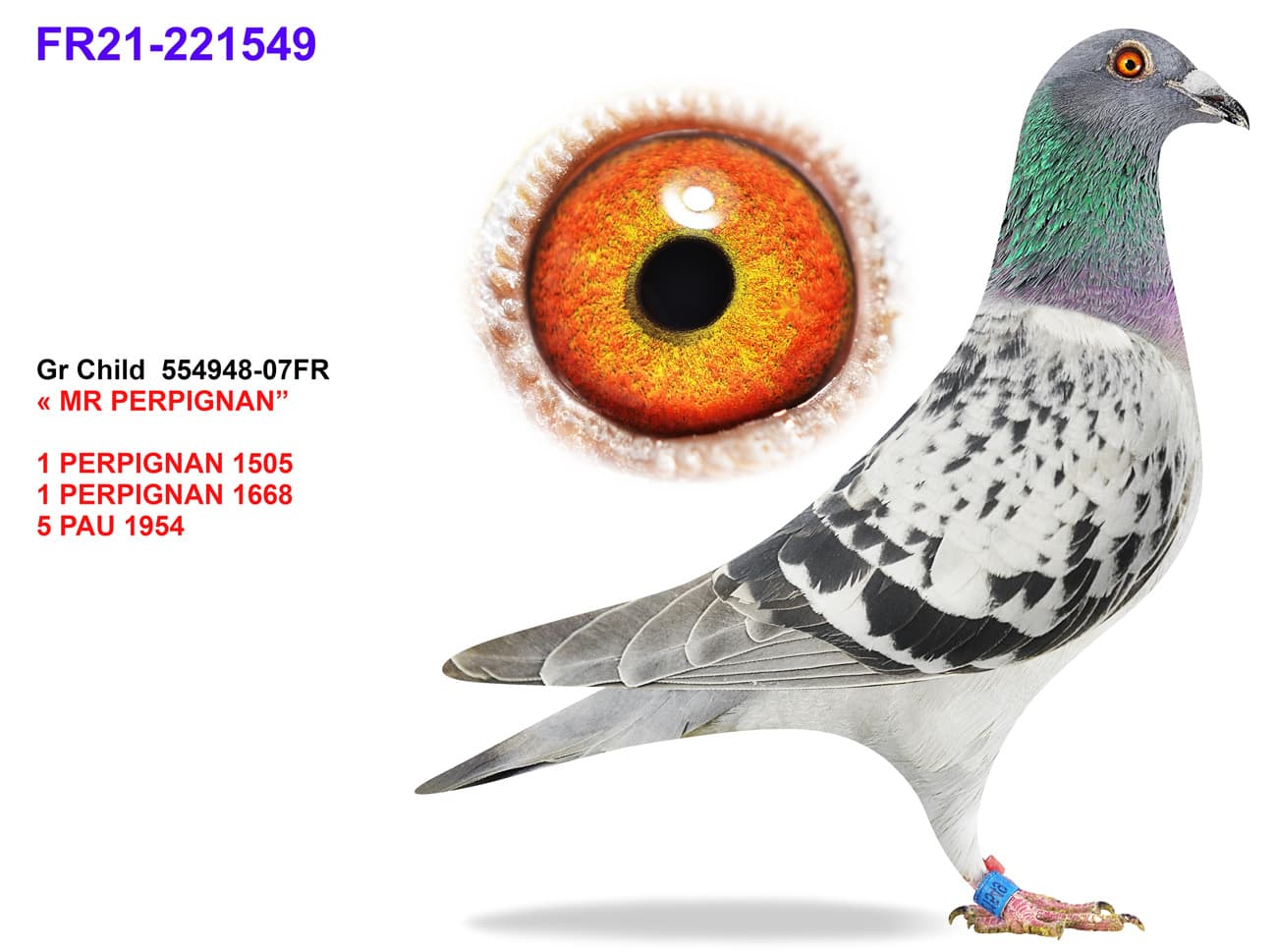 pigeon: undefined