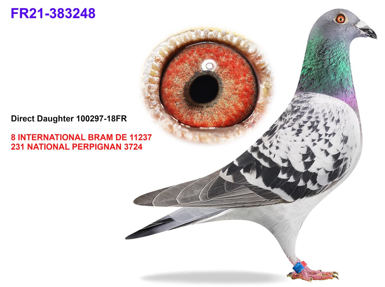 pigeon: undefined