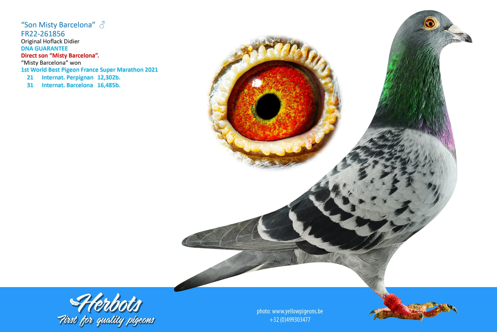 pigeon: undefined