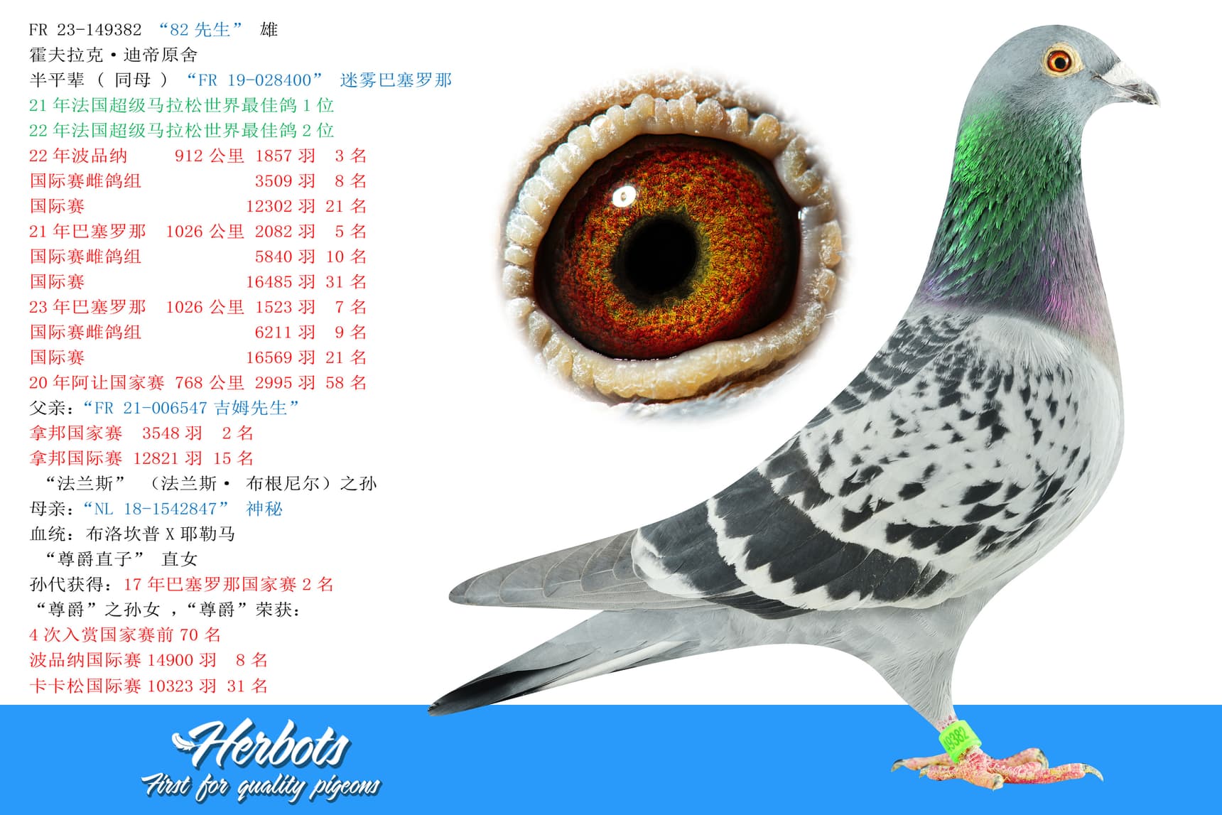 pigeon: undefined