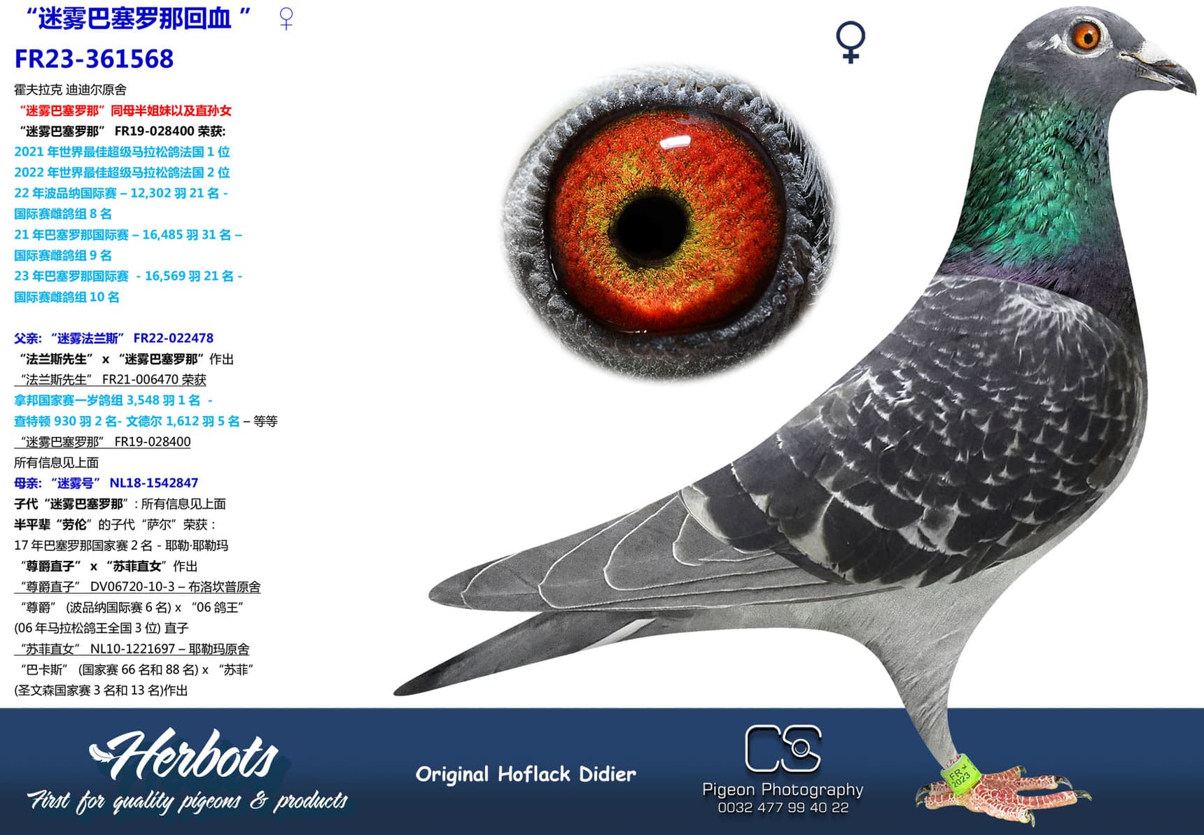 pigeon: undefined