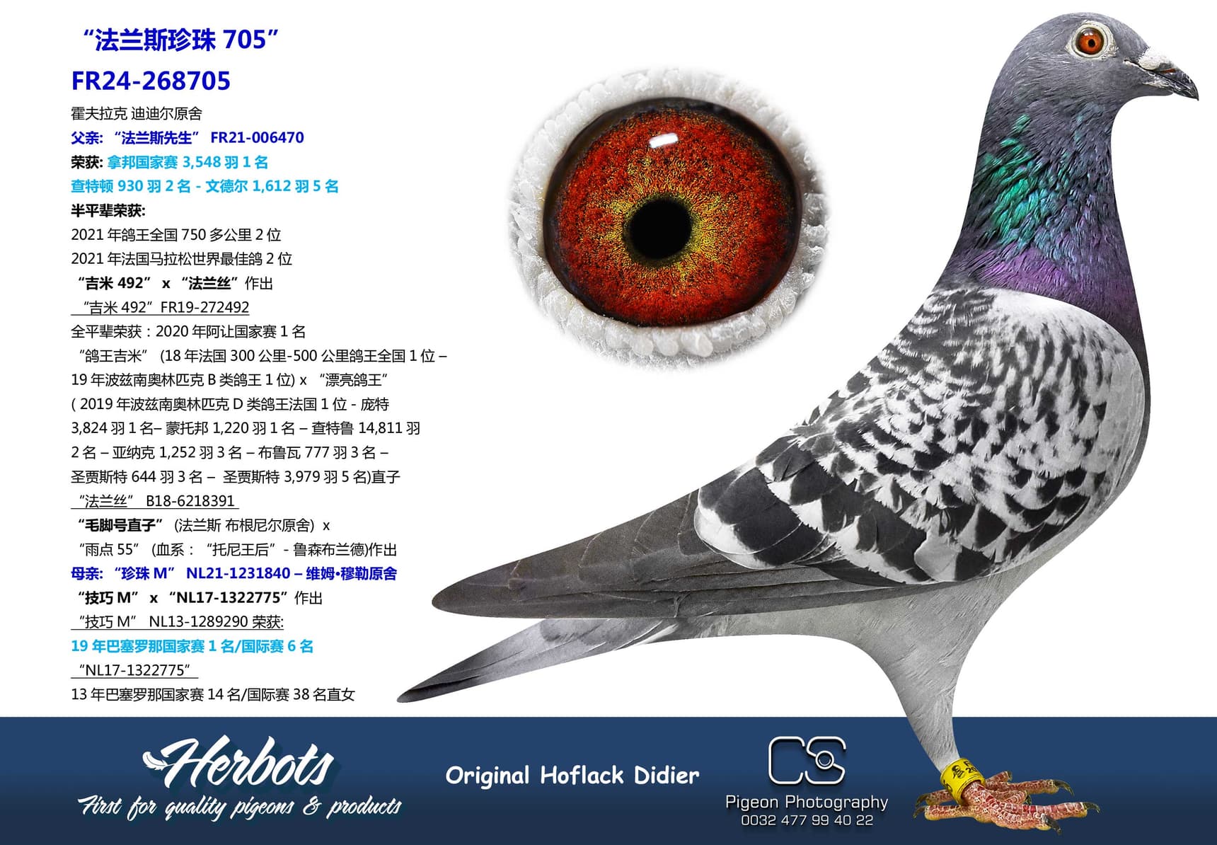 pigeon: undefined