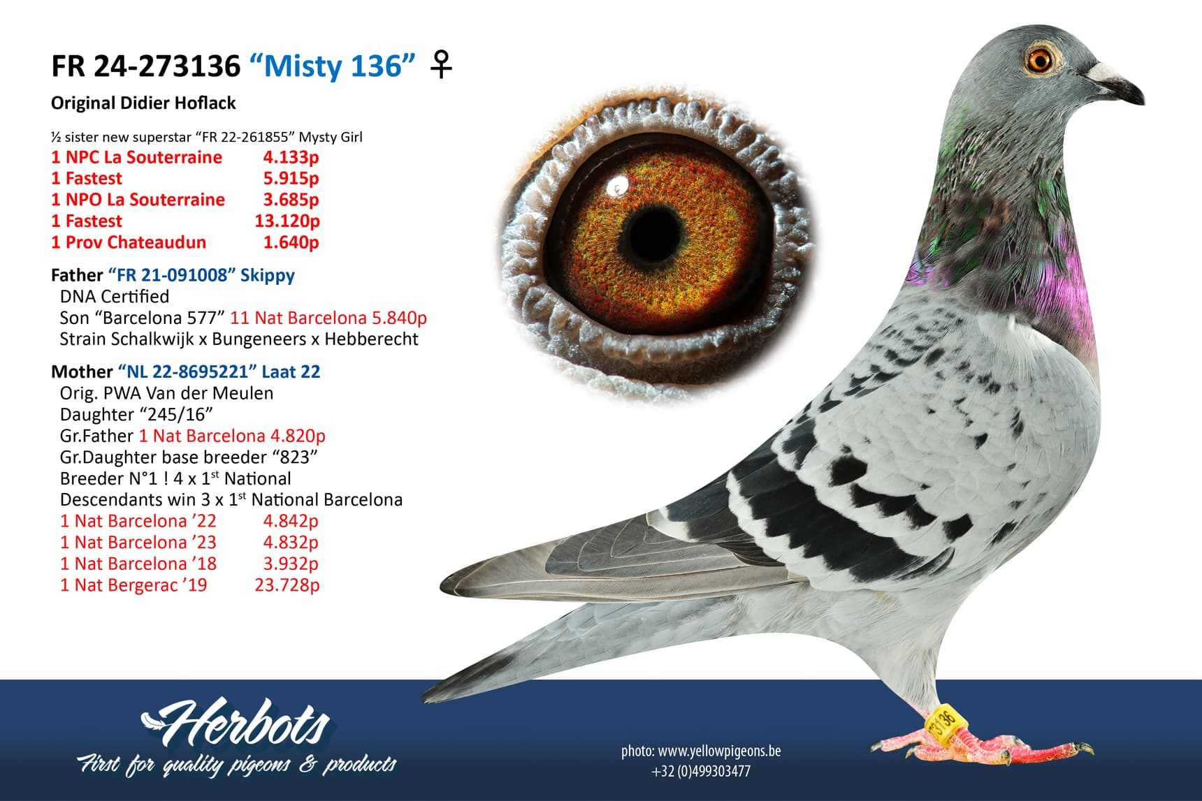 pigeon: undefined