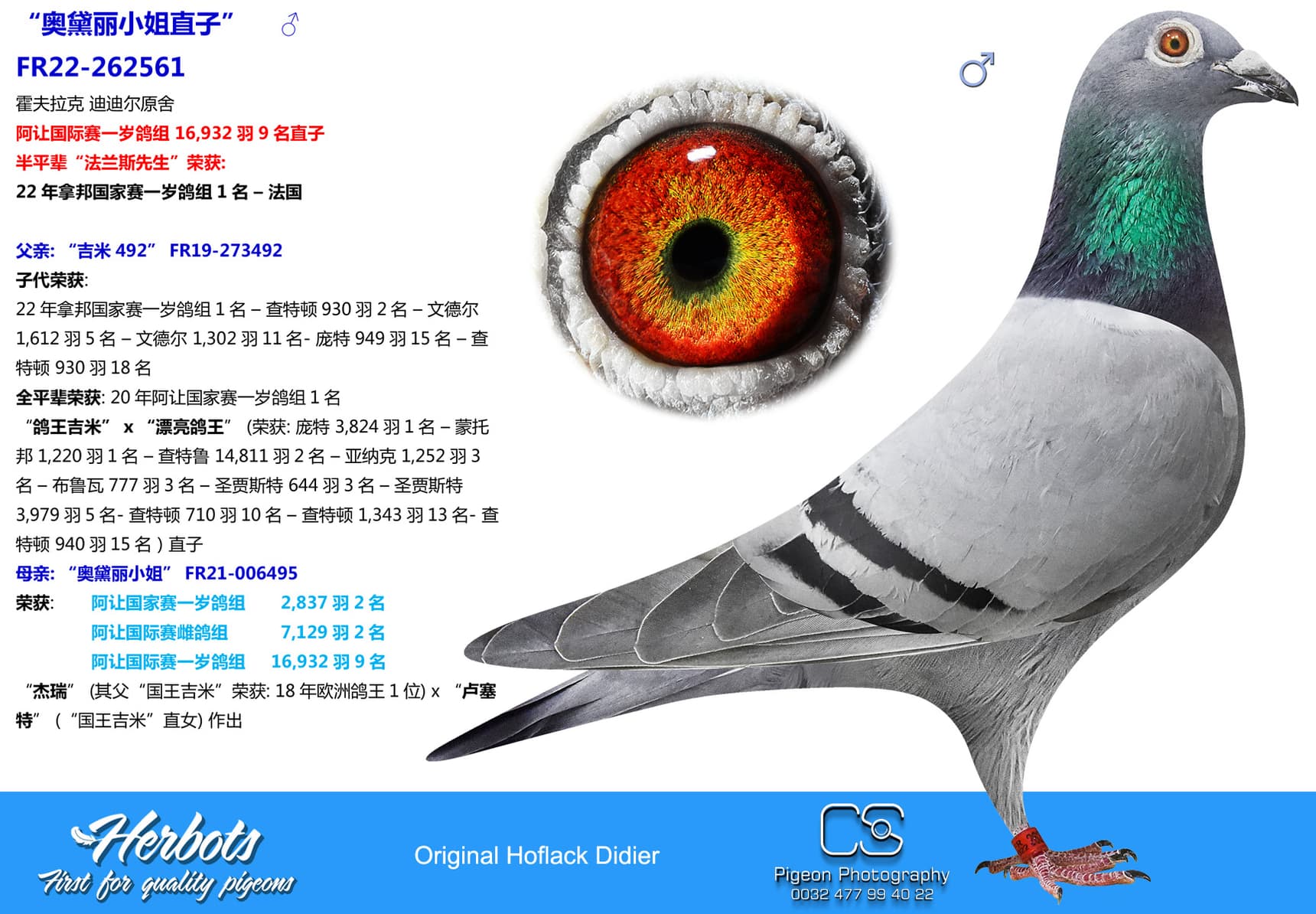 pigeon: “奥黛丽小姐直子”