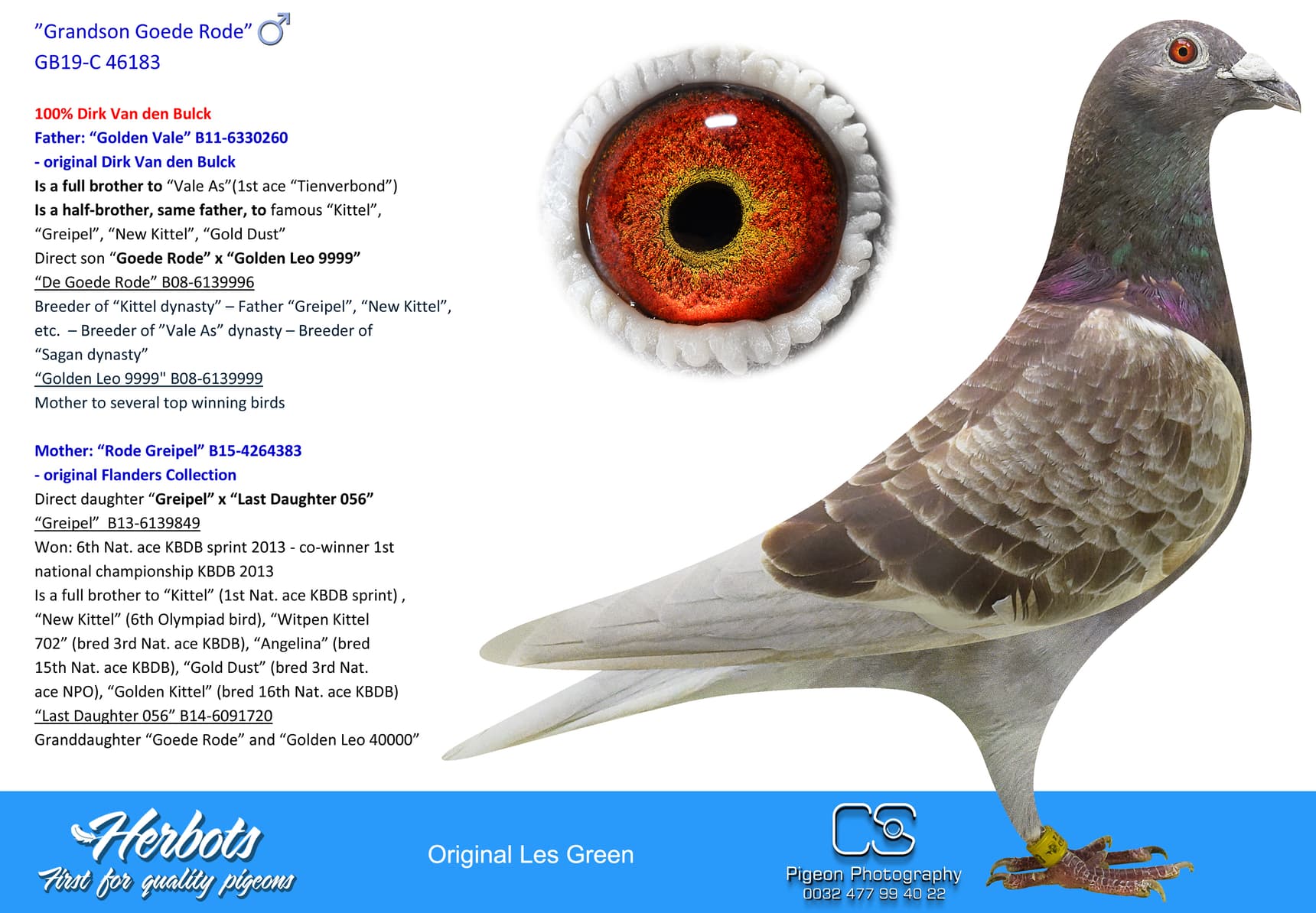pigeon: undefined