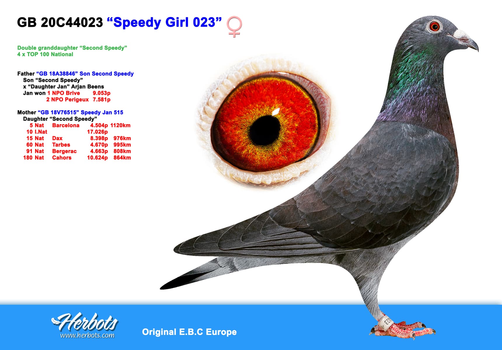 pigeon: undefined