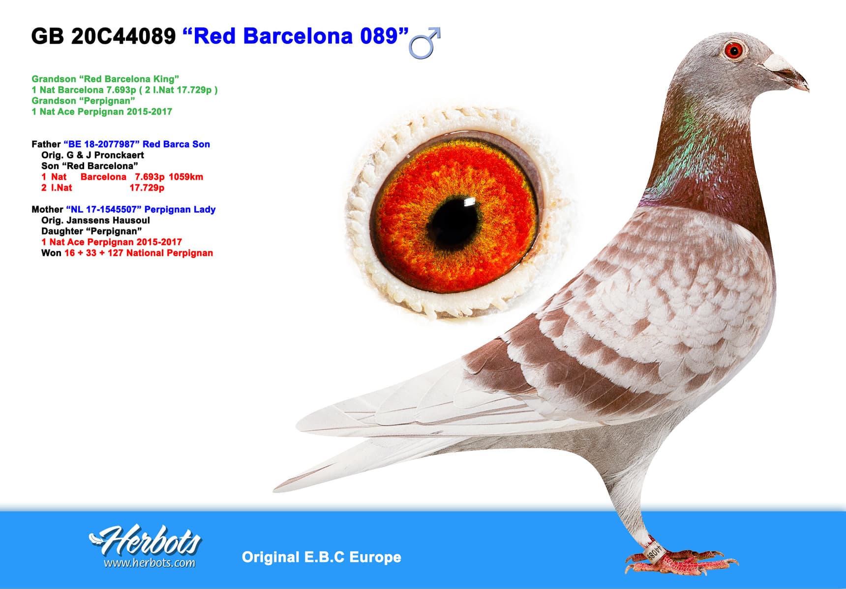 pigeon: undefined