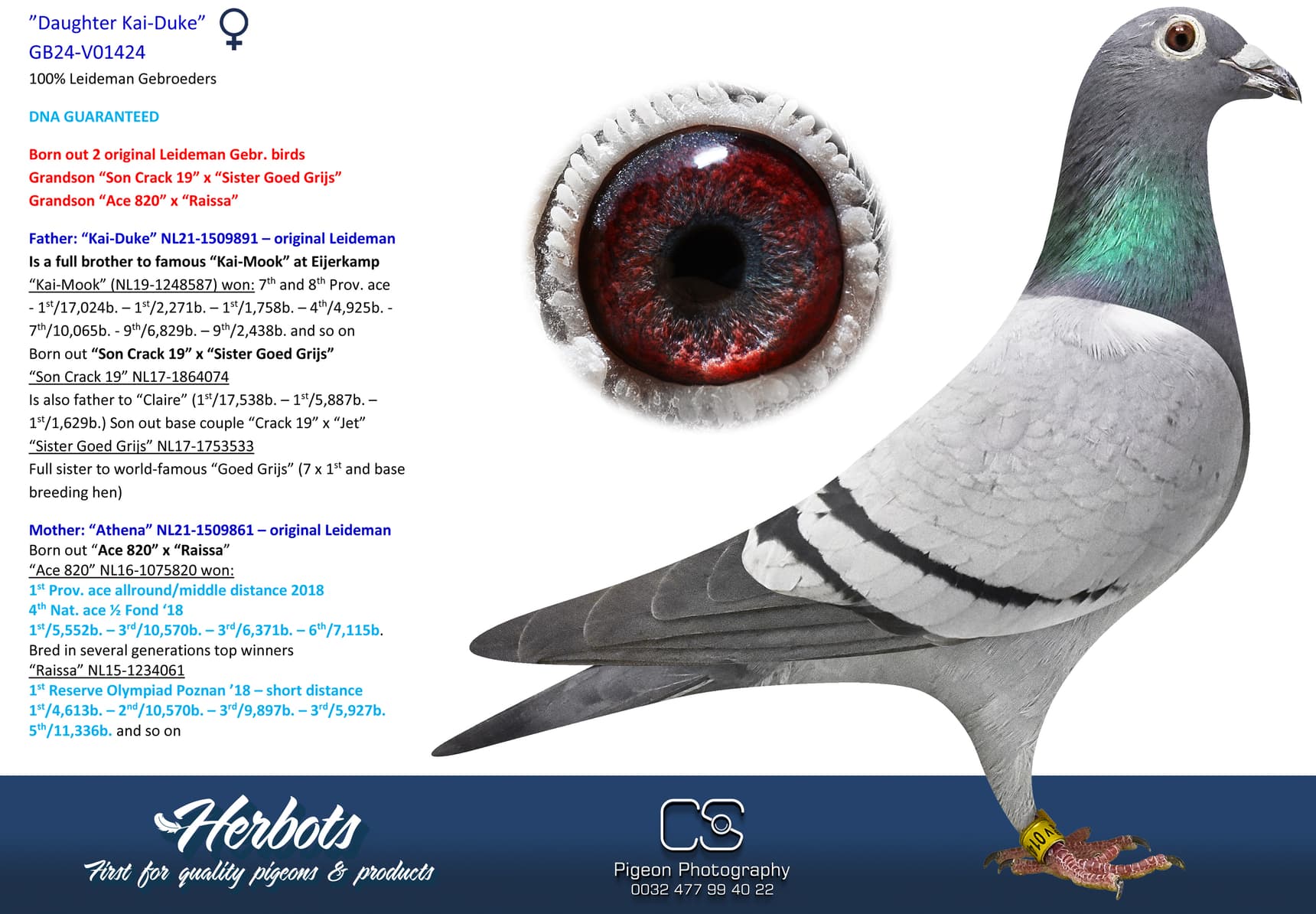 pigeon: undefined