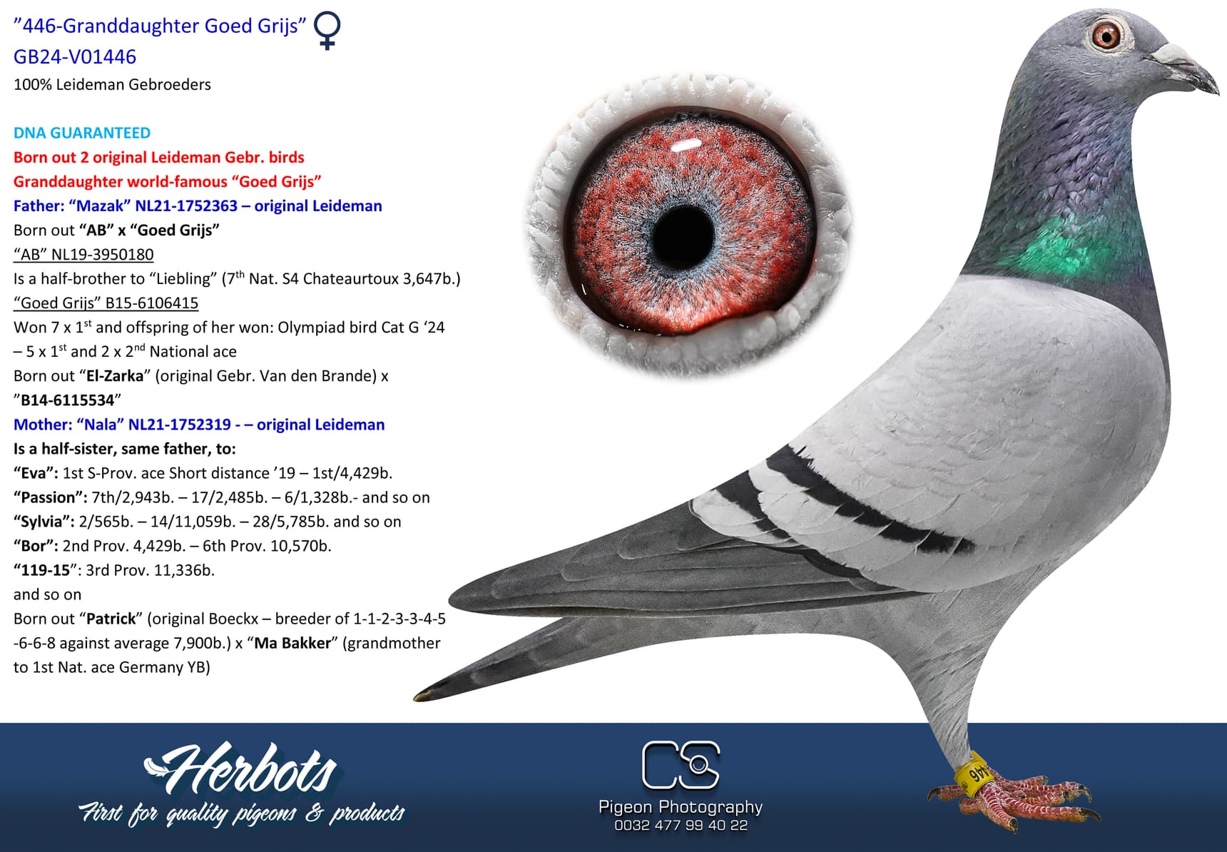 pigeon: undefined