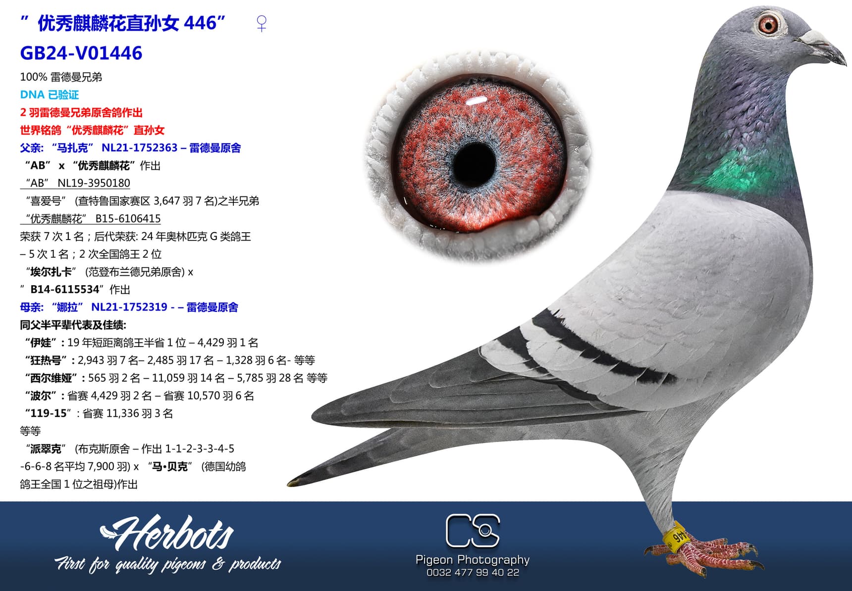 pigeon: undefined
