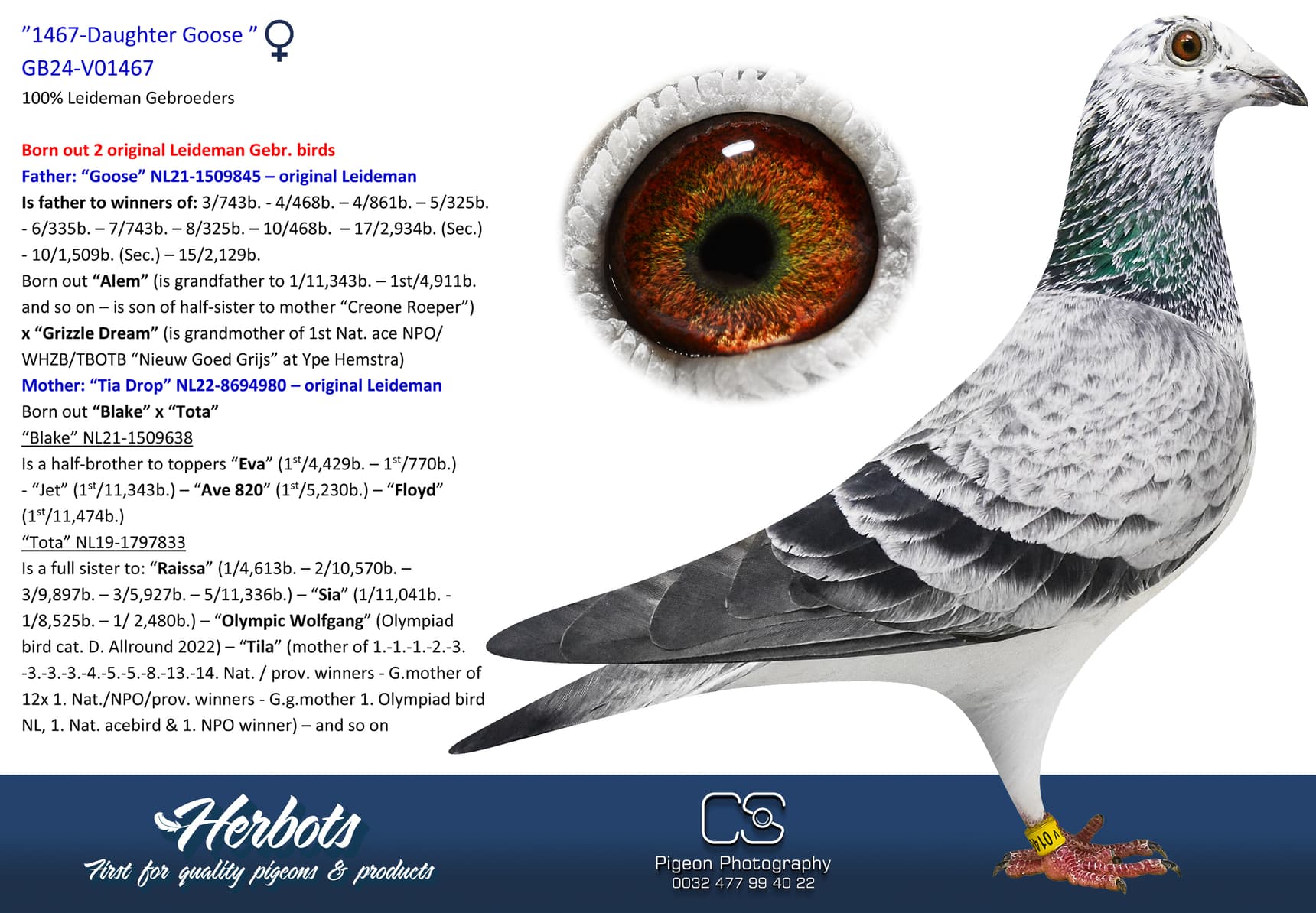 pigeon: undefined