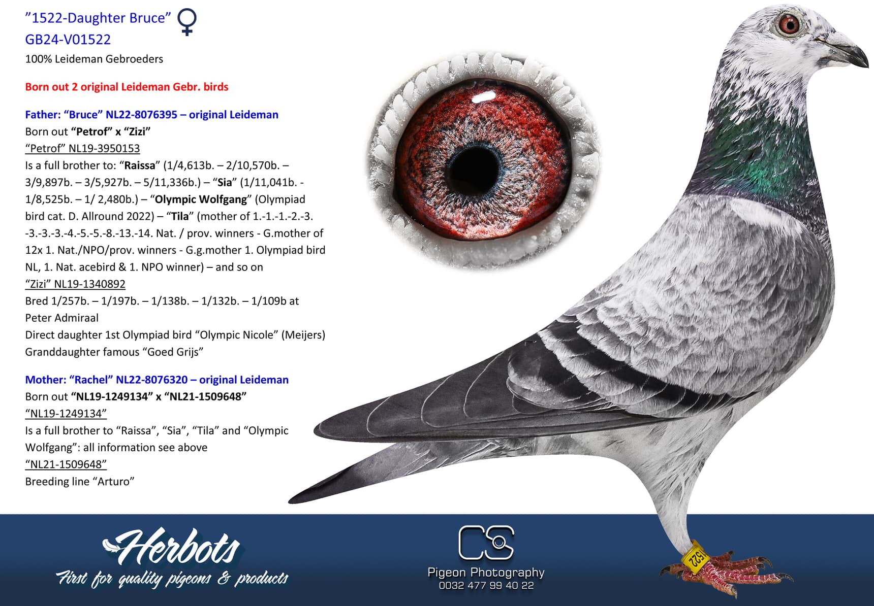 pigeon: undefined