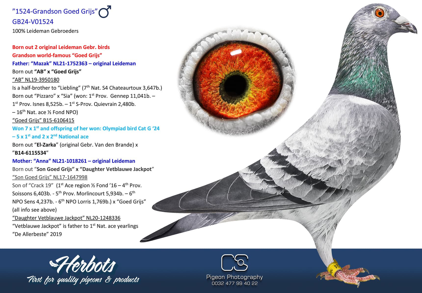 pigeon: undefined