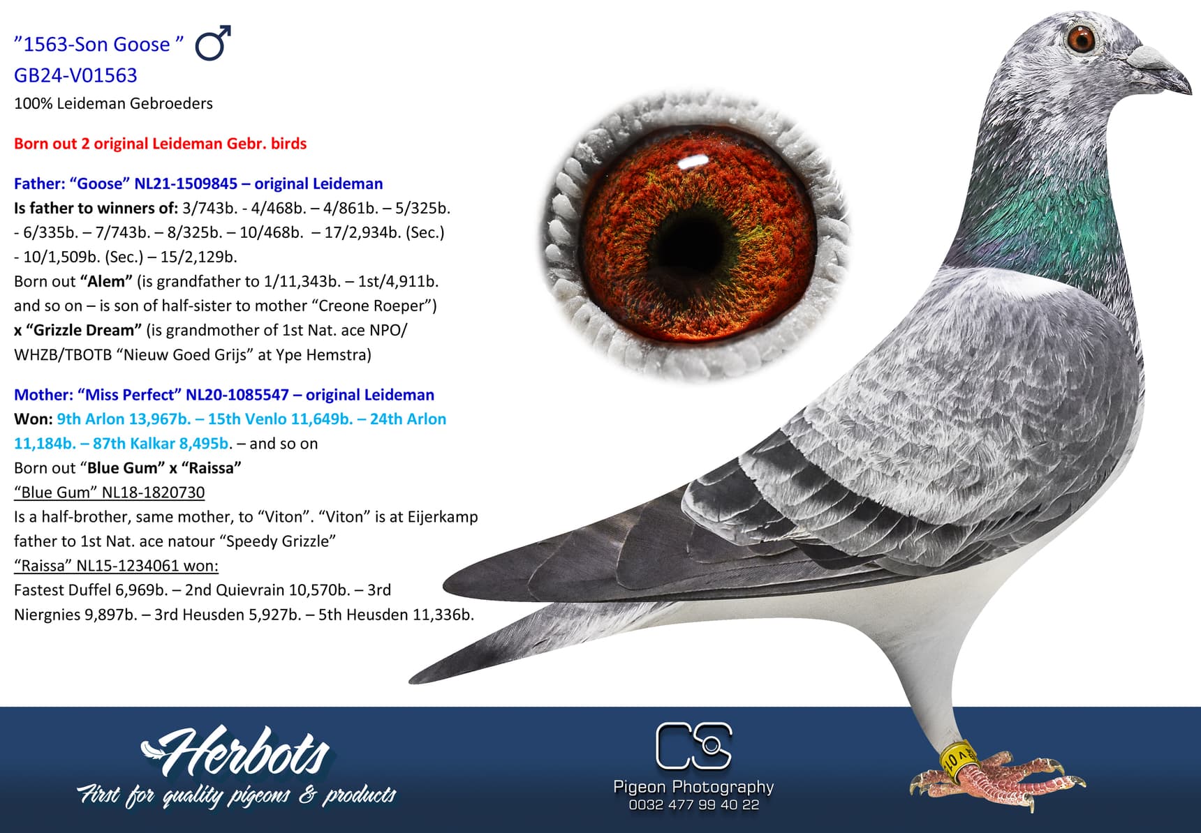 pigeon: undefined