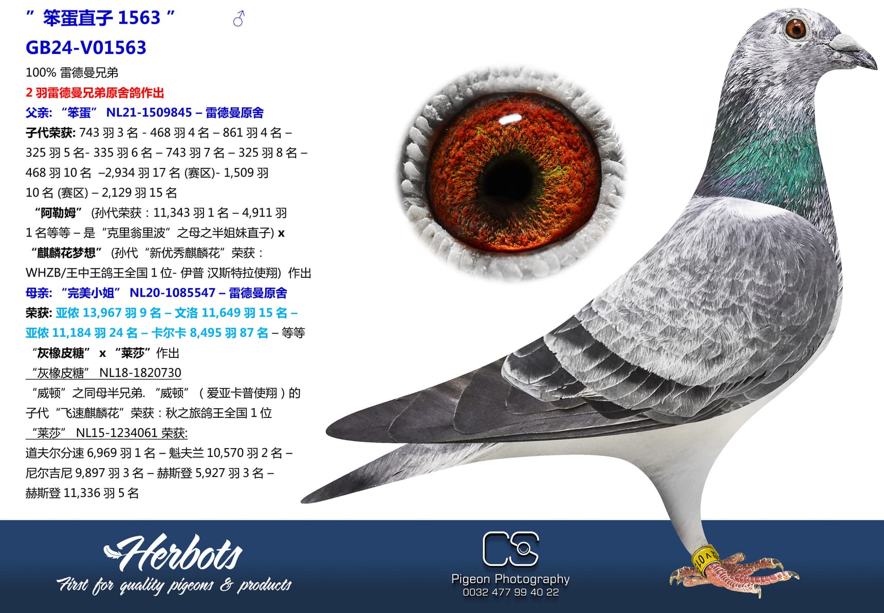 pigeon: undefined
