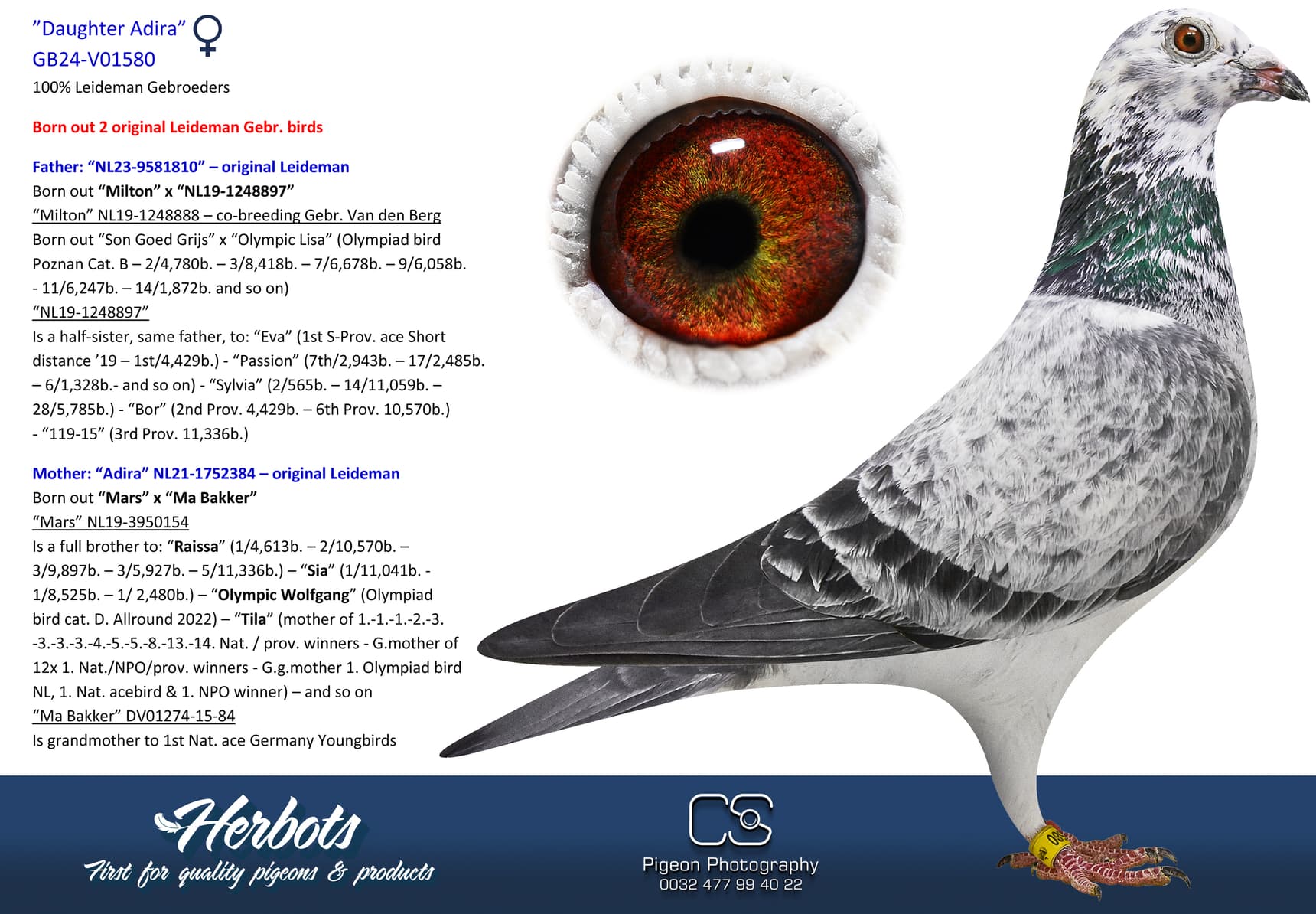 pigeon: undefined