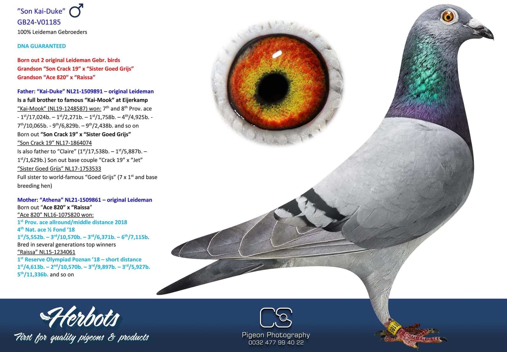 pigeon: undefined