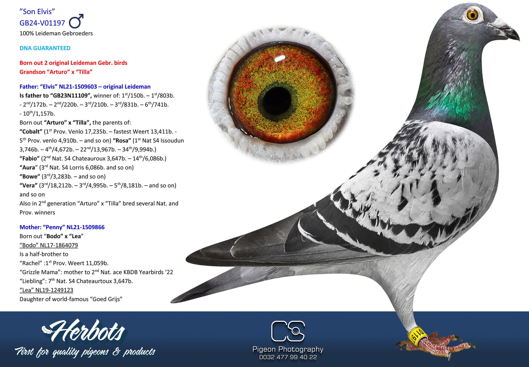 pigeon: undefined
