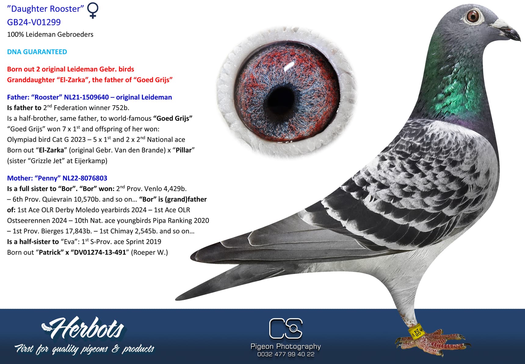 pigeon: undefined