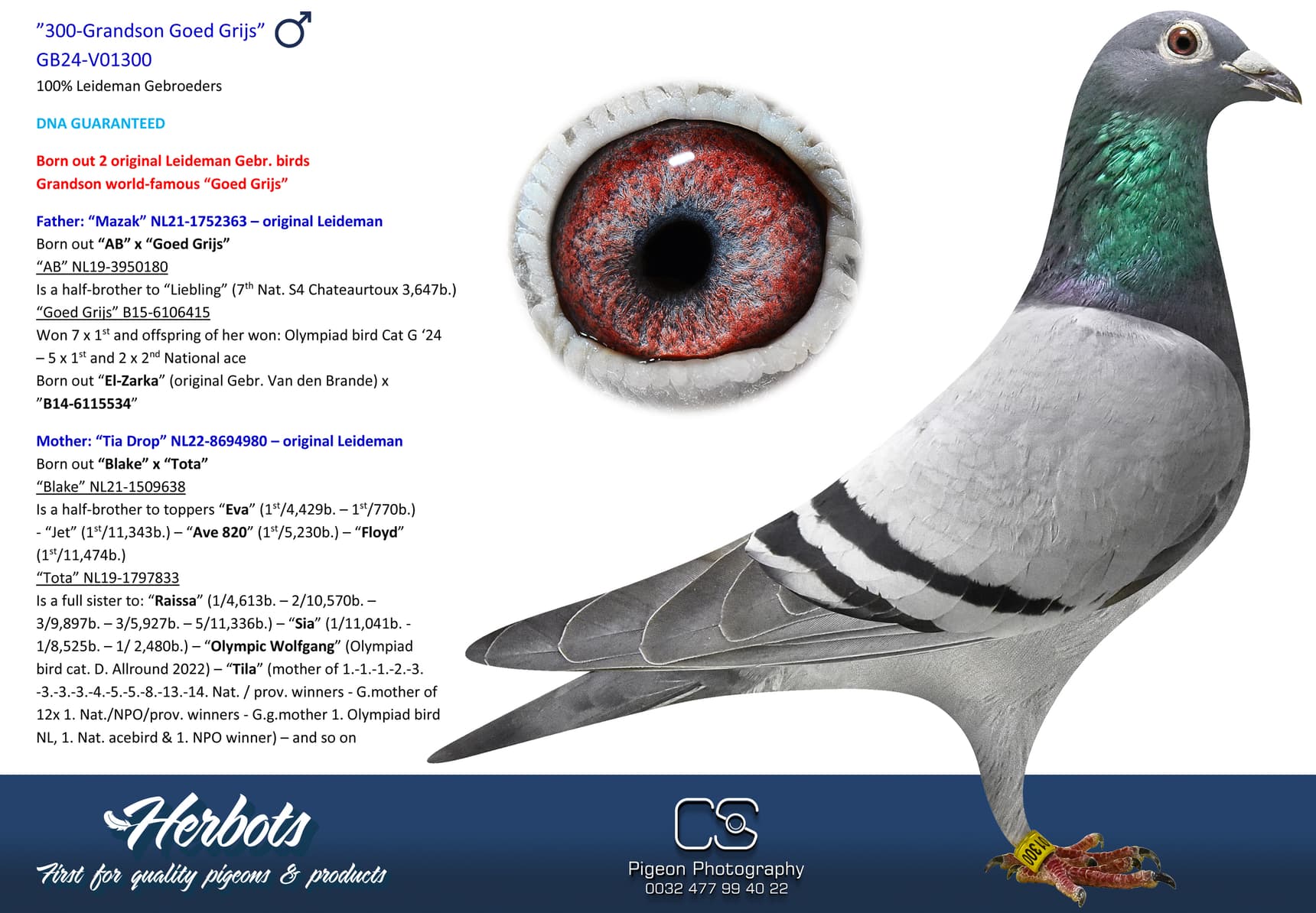 pigeon: undefined