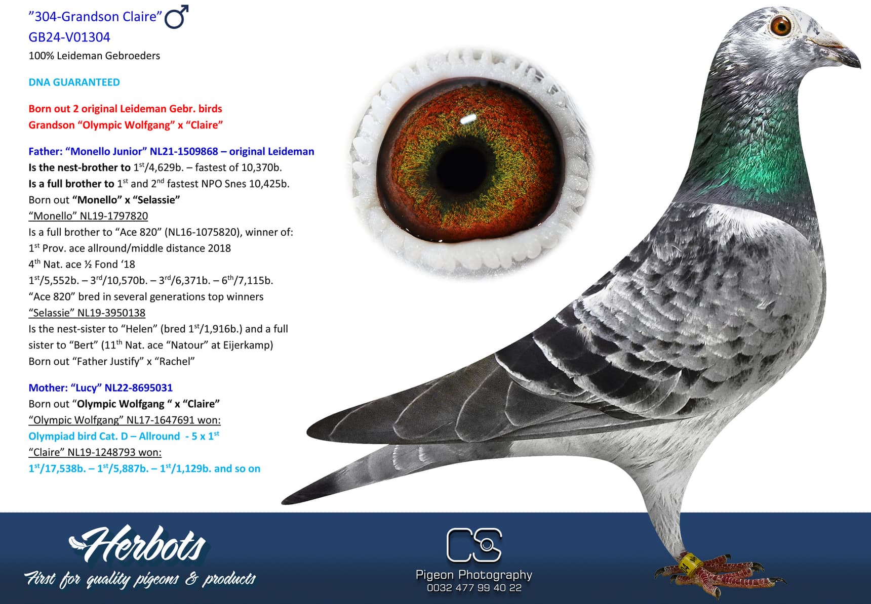 pigeon: undefined