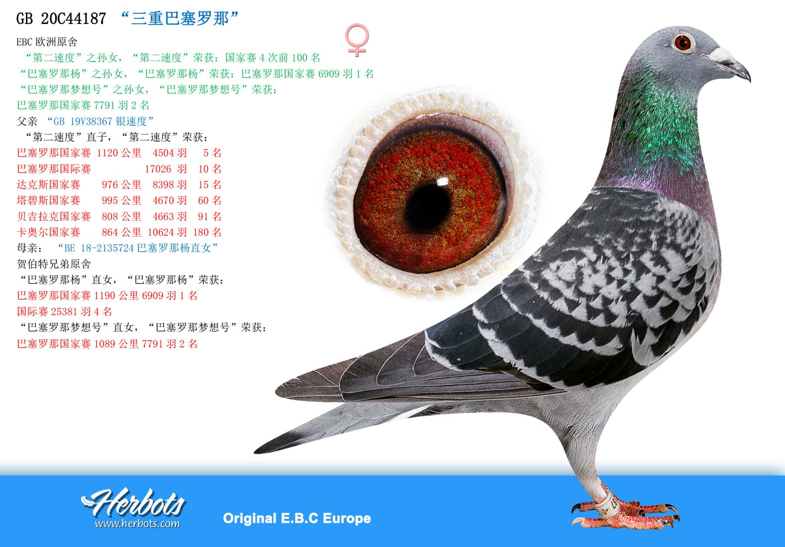 pigeon: undefined