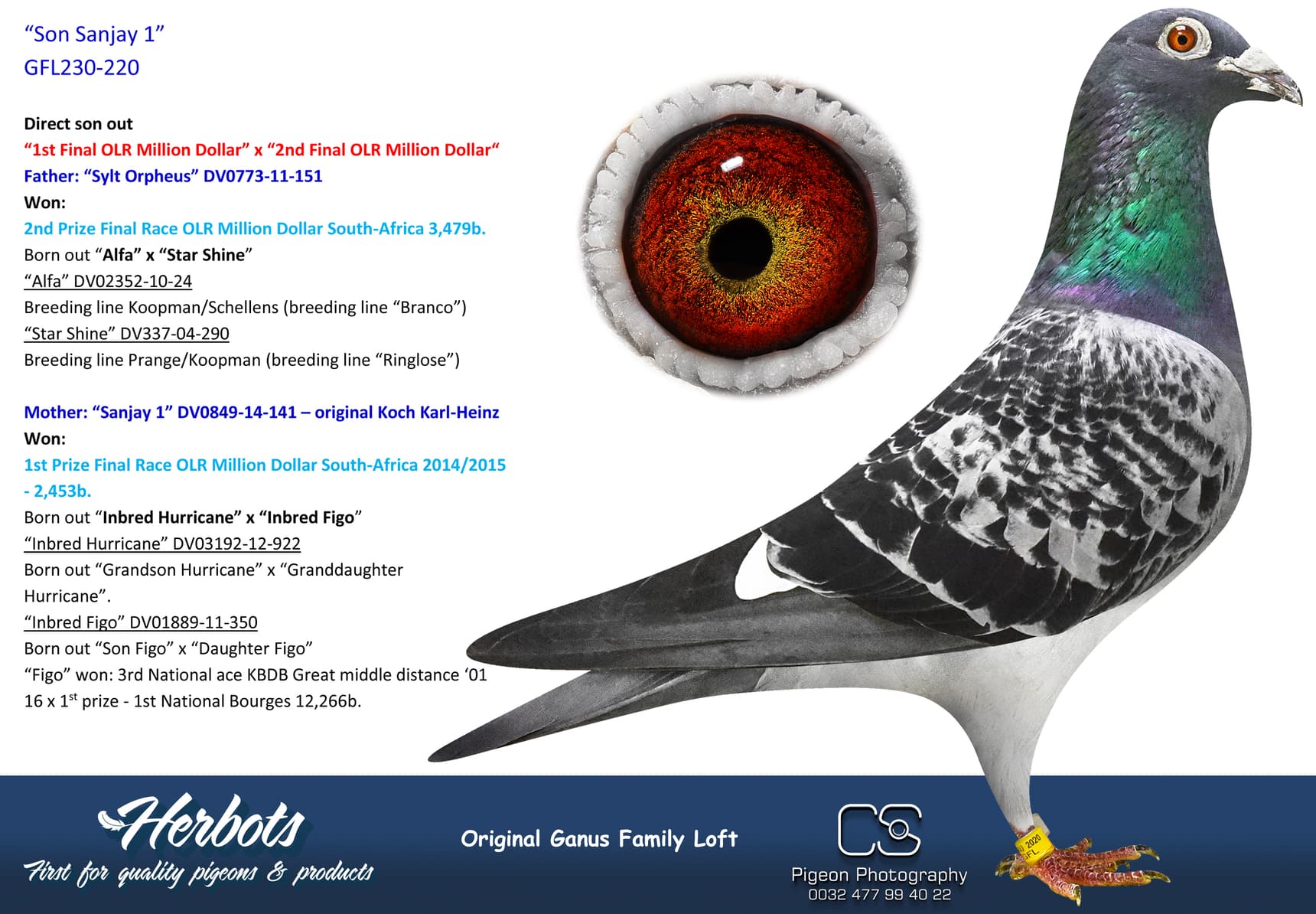 pigeon: undefined