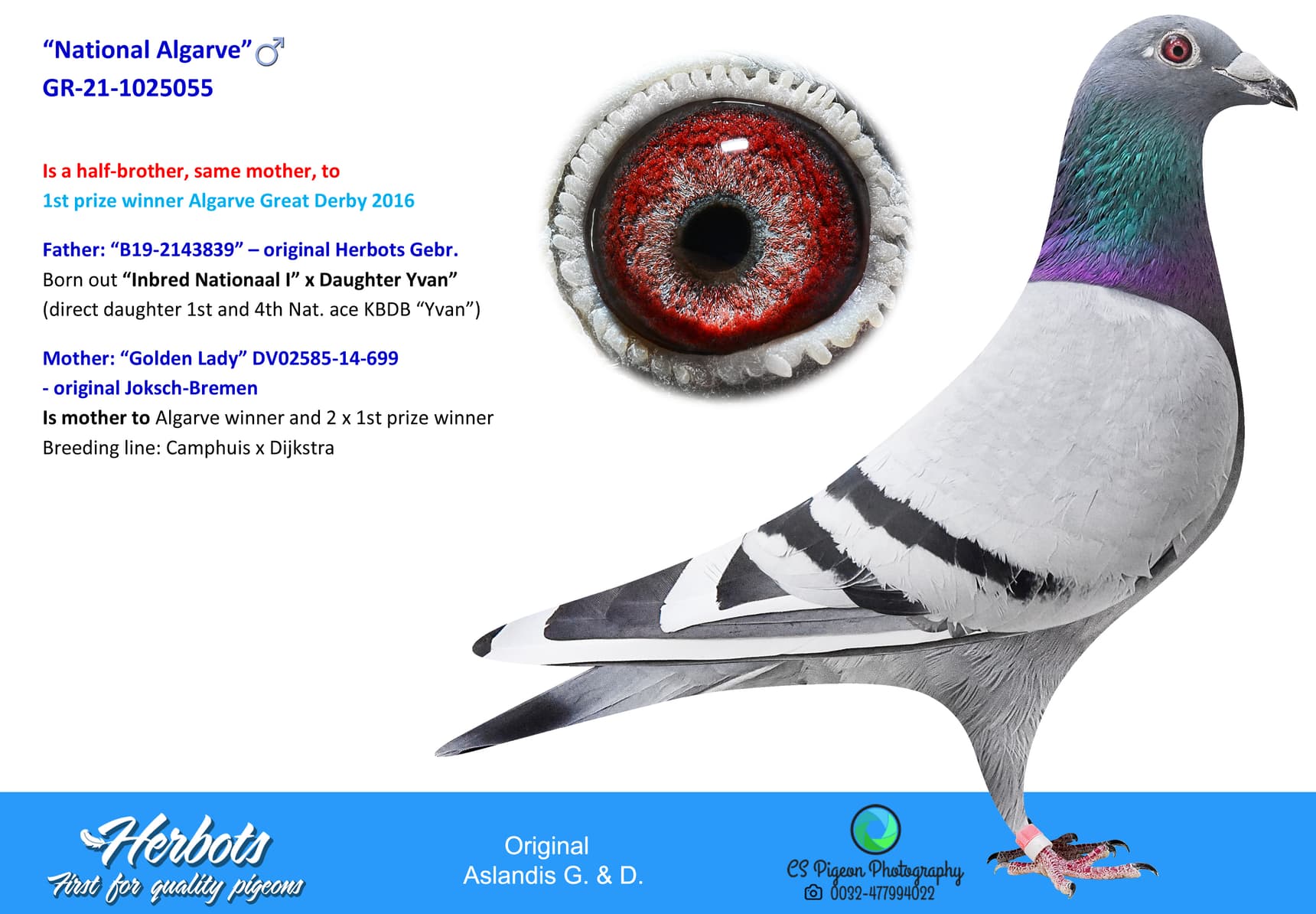 pigeon: undefined