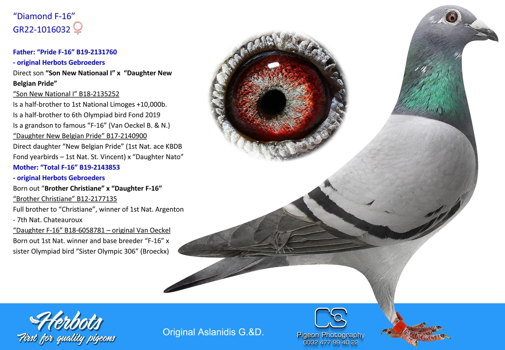 pigeon: undefined