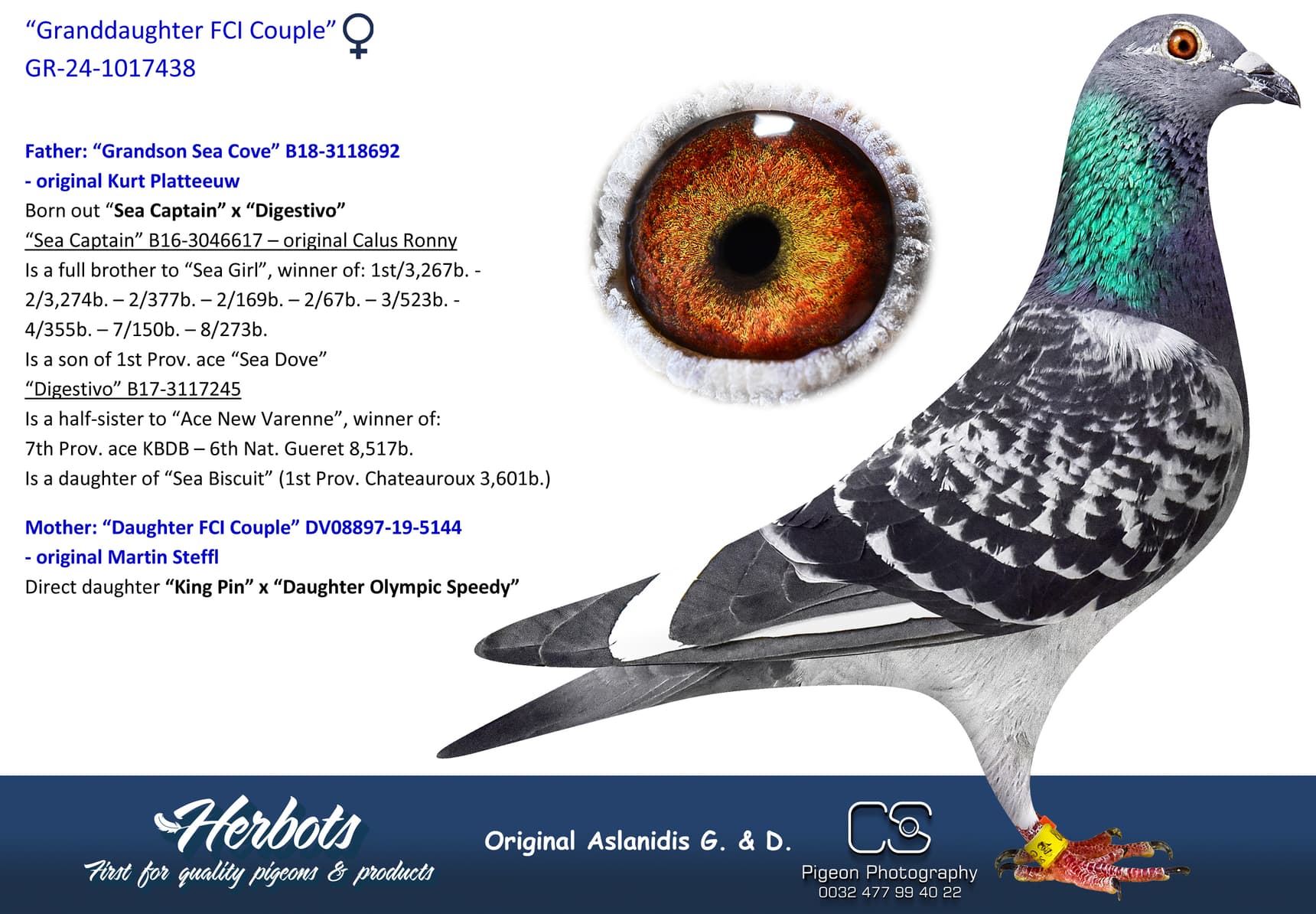 pigeon: undefined
