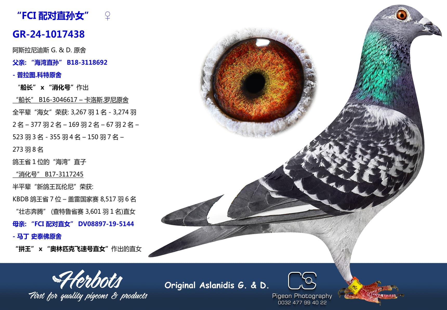 pigeon: undefined
