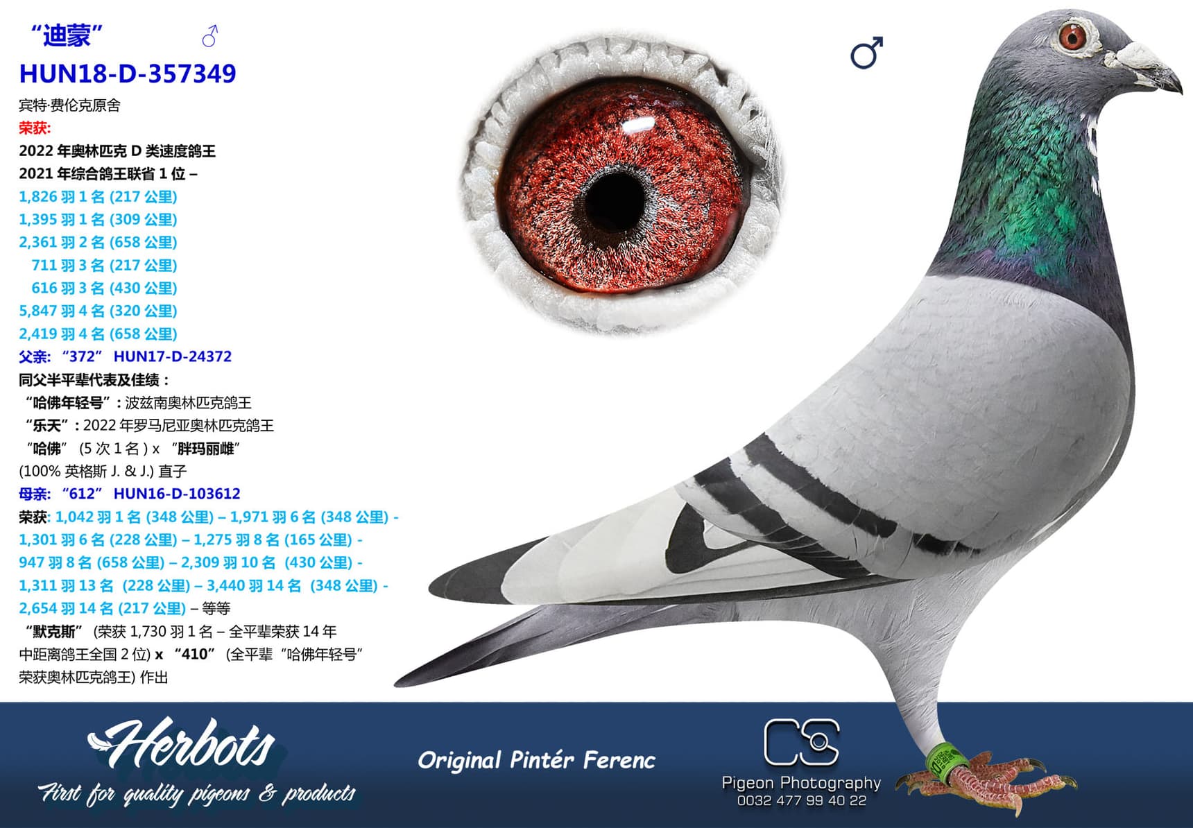 pigeon: undefined