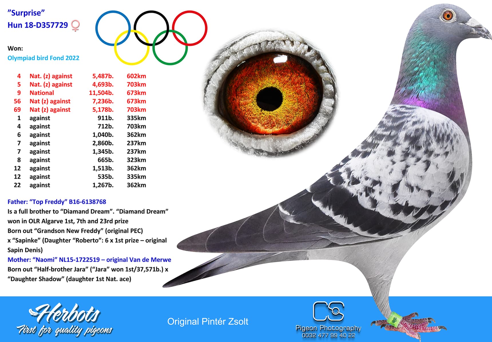 pigeon: undefined