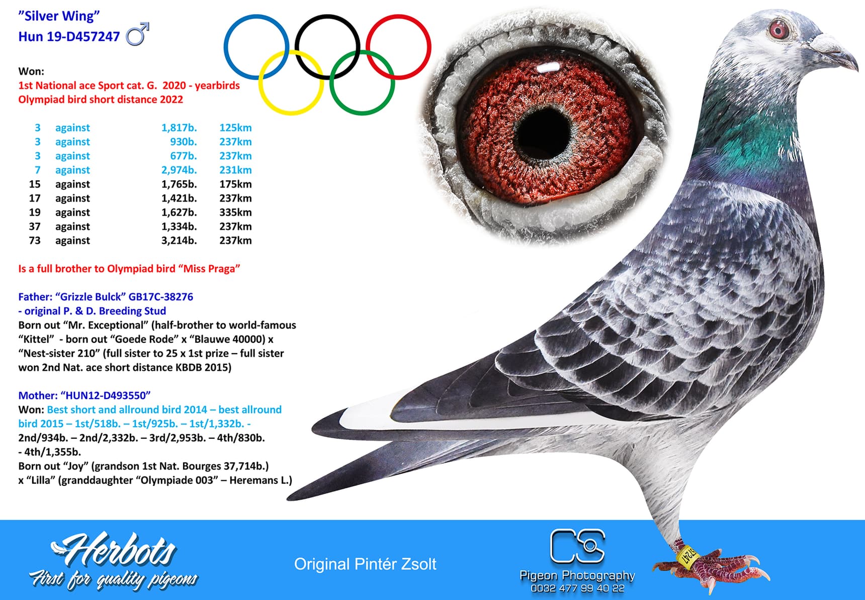 pigeon: undefined