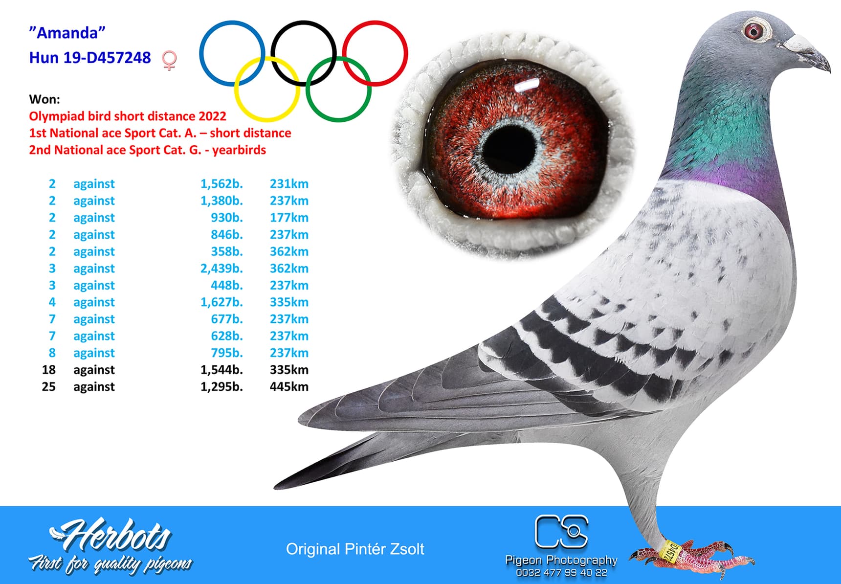 pigeon: undefined