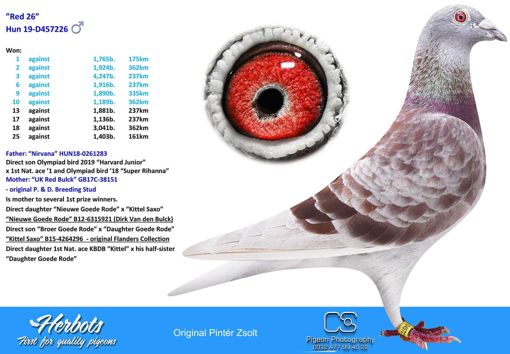 pigeon: undefined