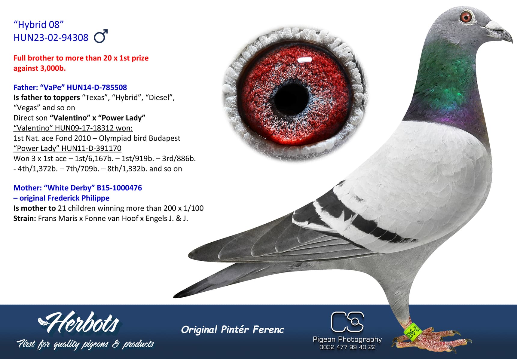 pigeon: undefined