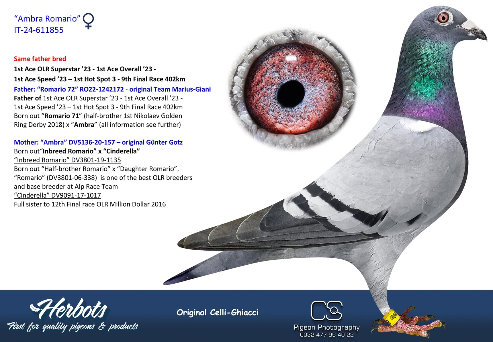 pigeon: undefined
