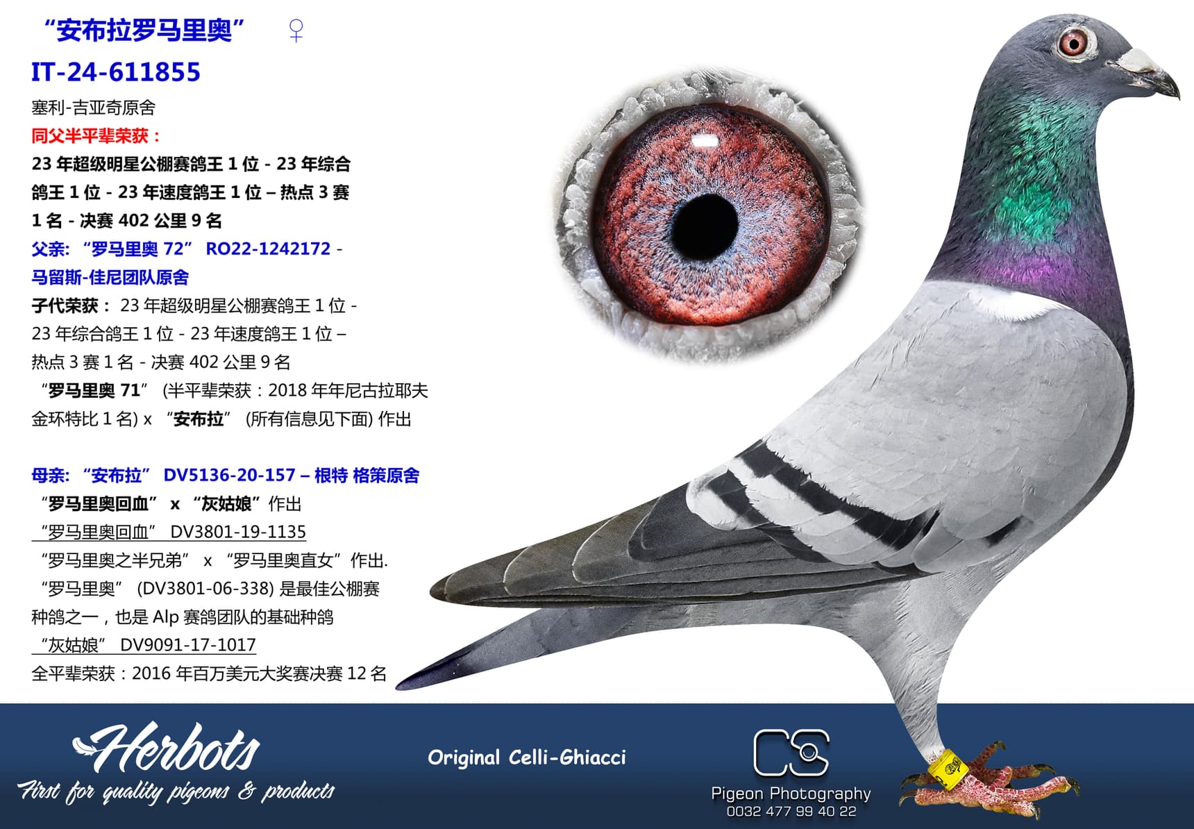 pigeon: undefined