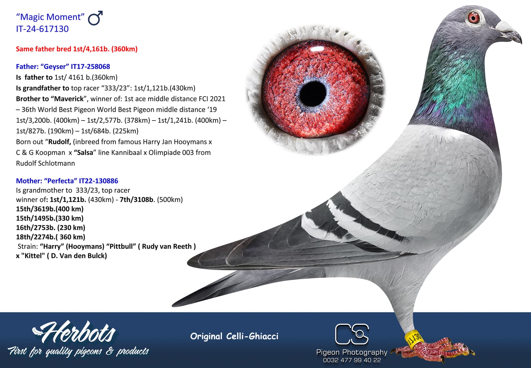 pigeon: undefined