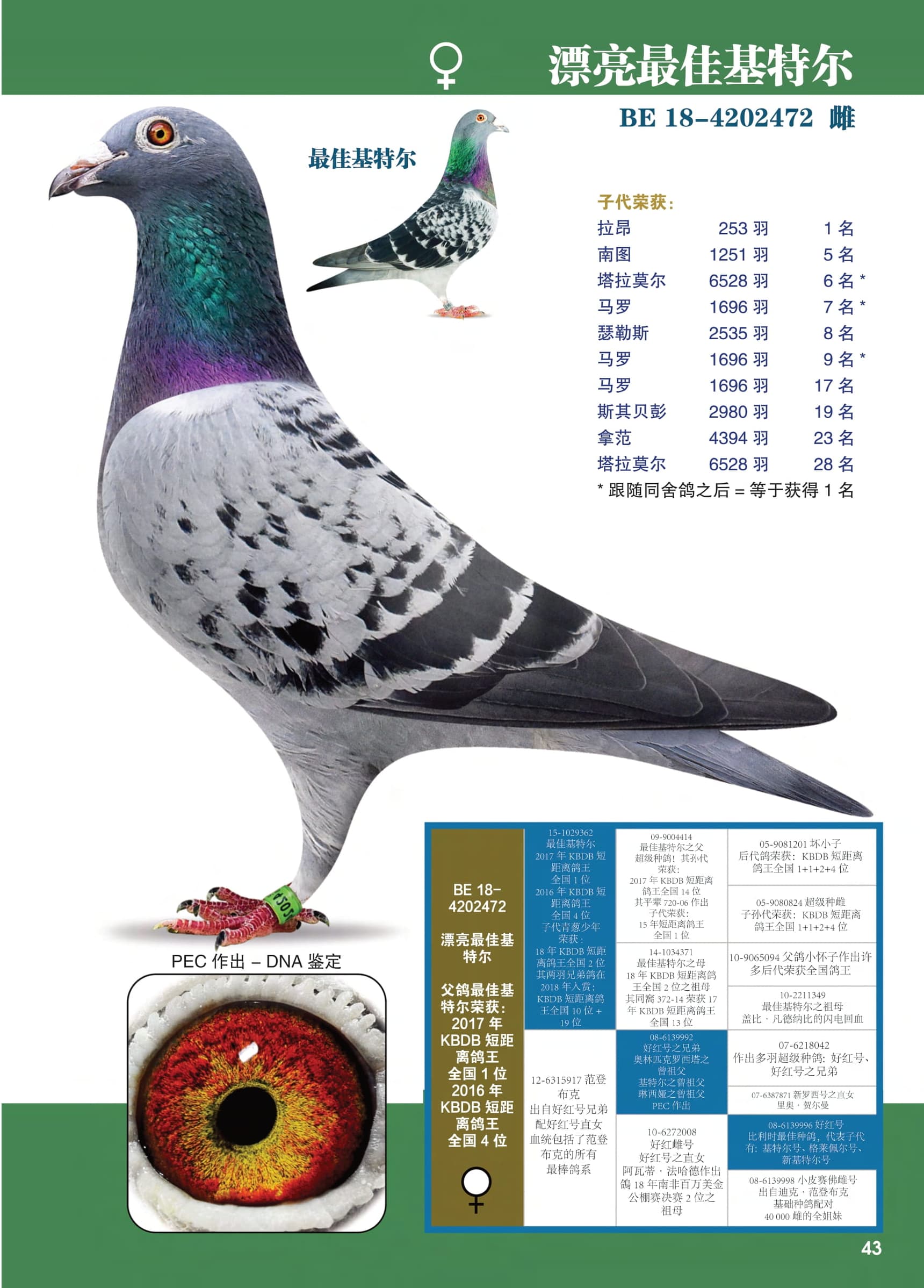 漂亮最佳基特尔
