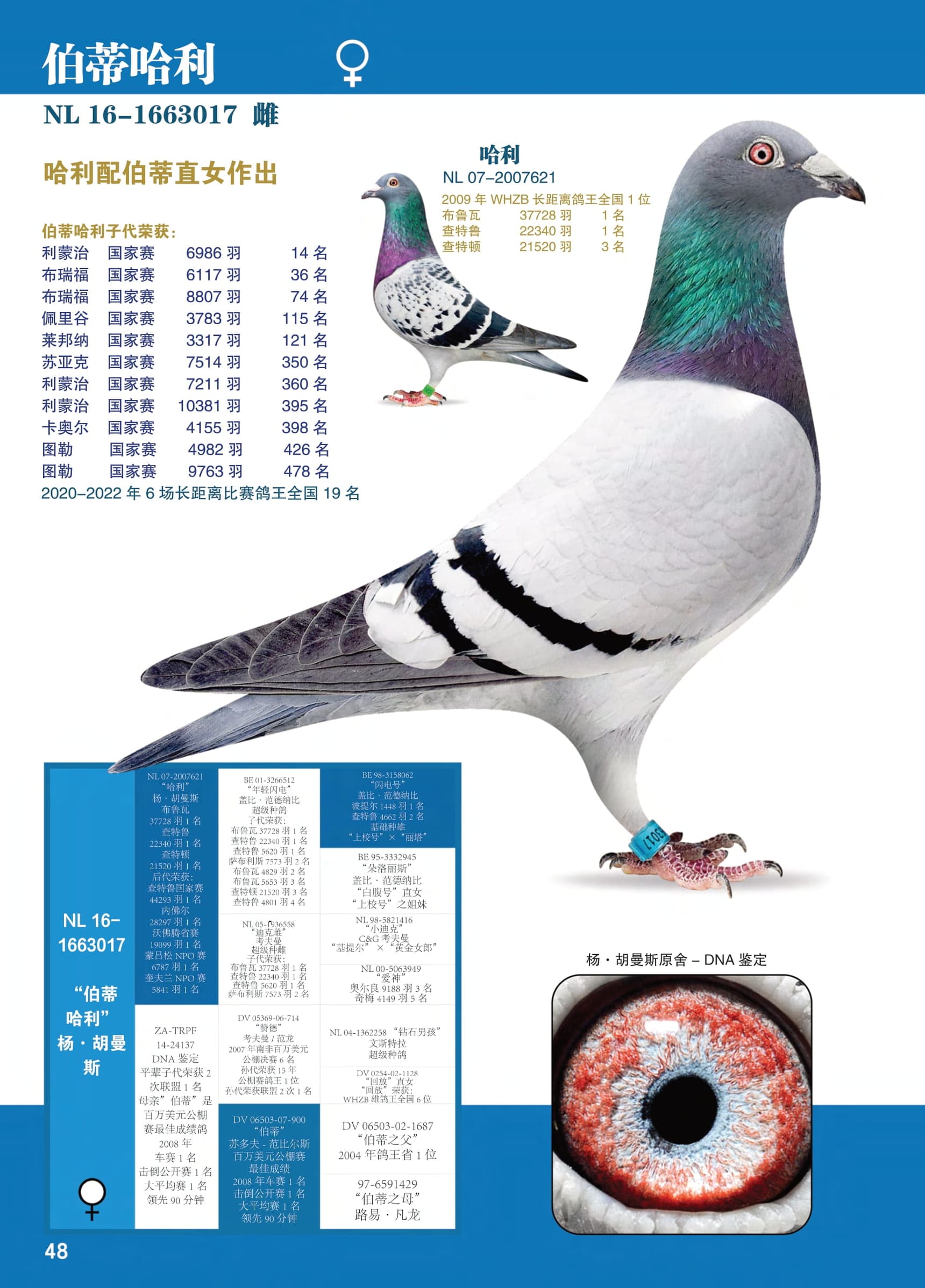 伯蒂哈利