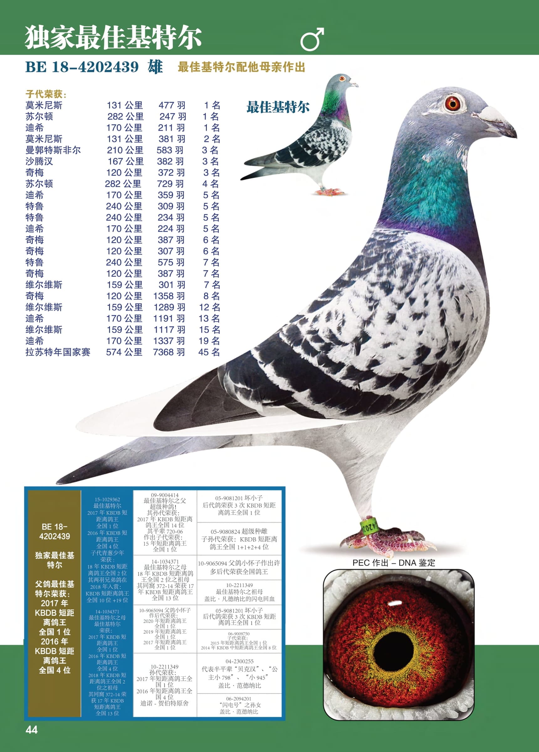 独家最佳基特尔